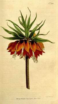 Image of imperial fritillary