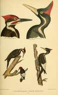 Image of Ivory-billed Woodpecker