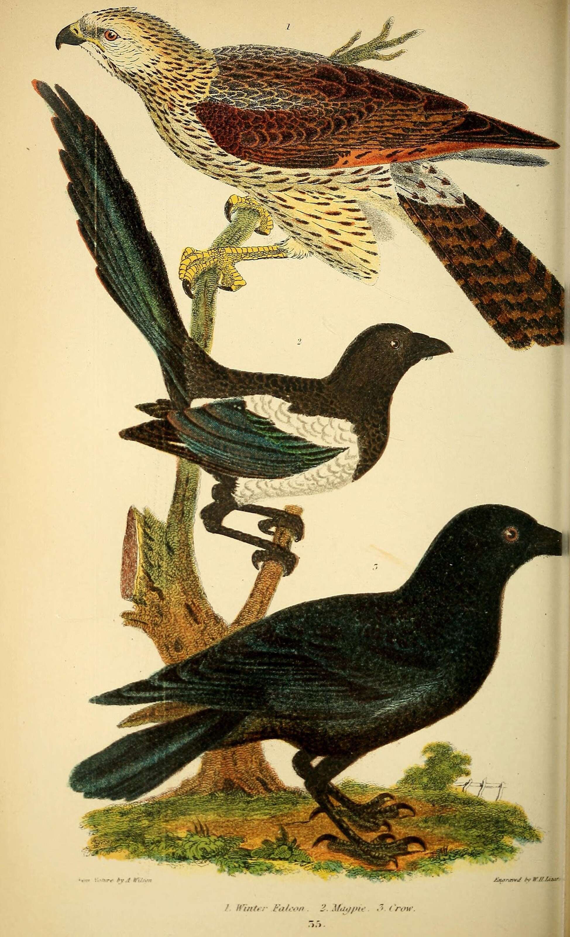 Image of Black-billed Magpie