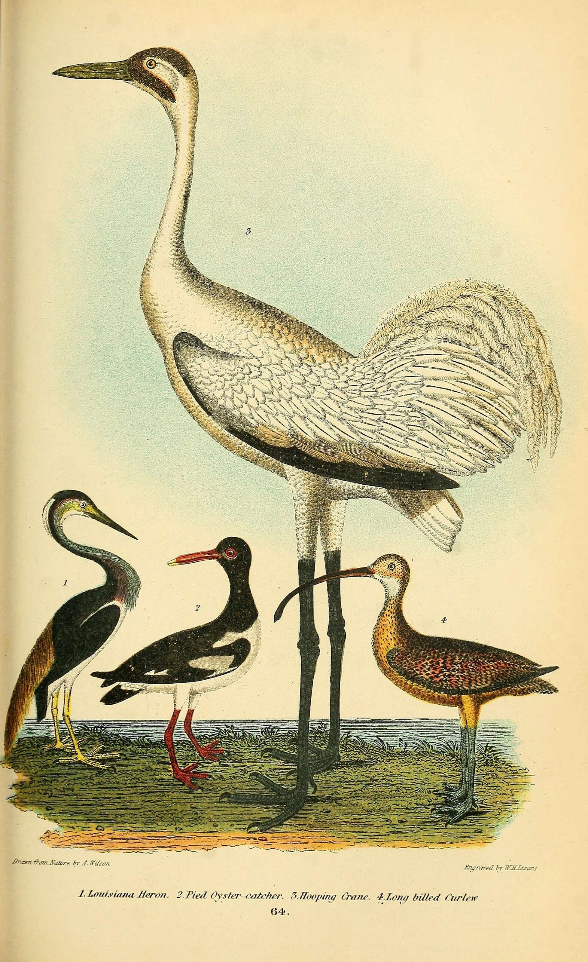Слика од Egretta tricolor (Müller & Pls 1776)