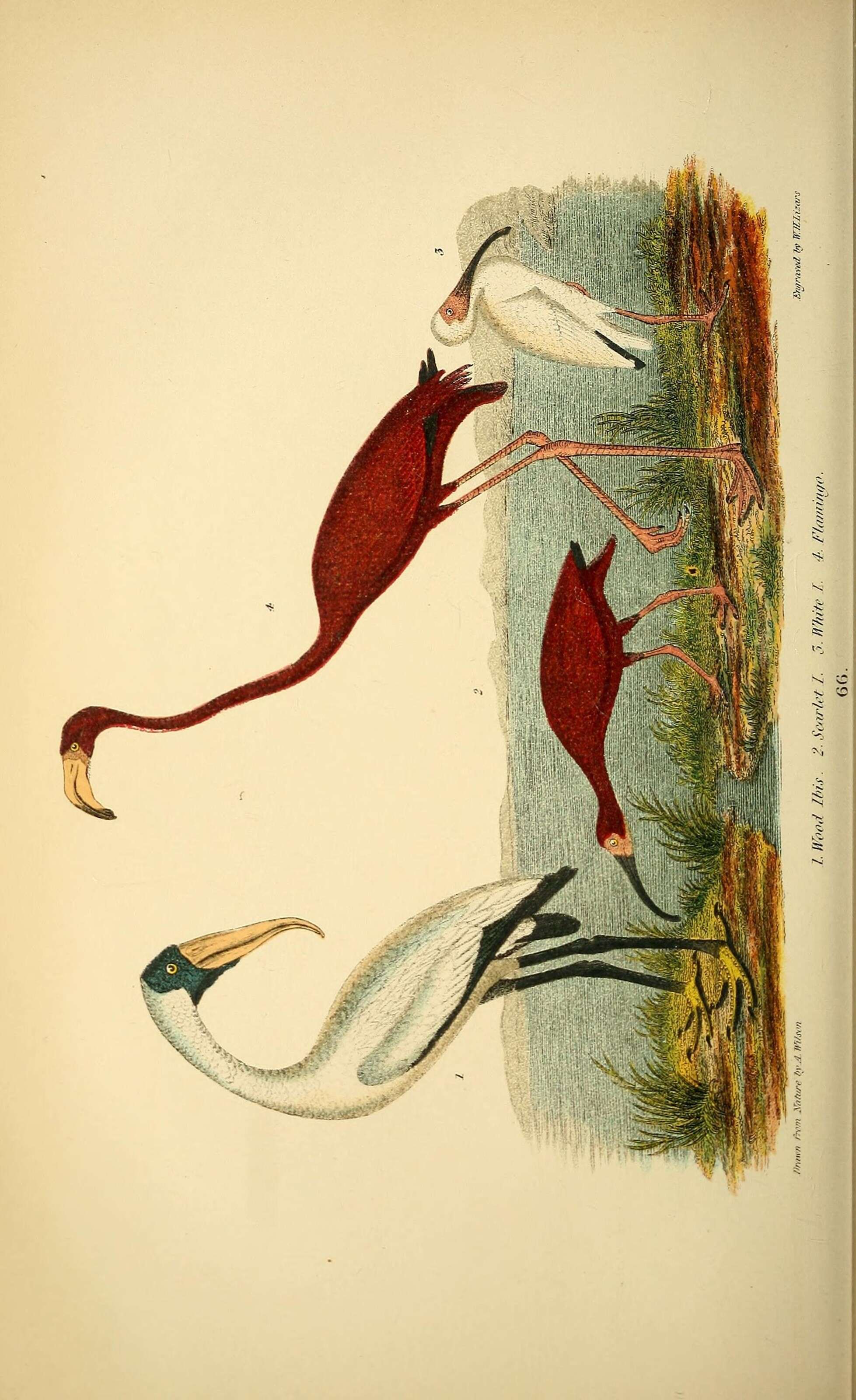 Image of Mycteria Linnaeus 1758