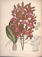 Image of Cattleya elongata Barb. Rodr.