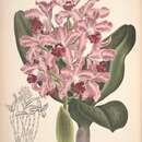 Imagem de Cattleya amethystoglossa Linden & Rchb. fil. ex R. Warner