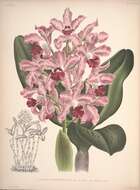 Image of Cattleya amethystoglossa Linden & Rchb. fil. ex R. Warner