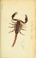 Image of burrowing scorpions
