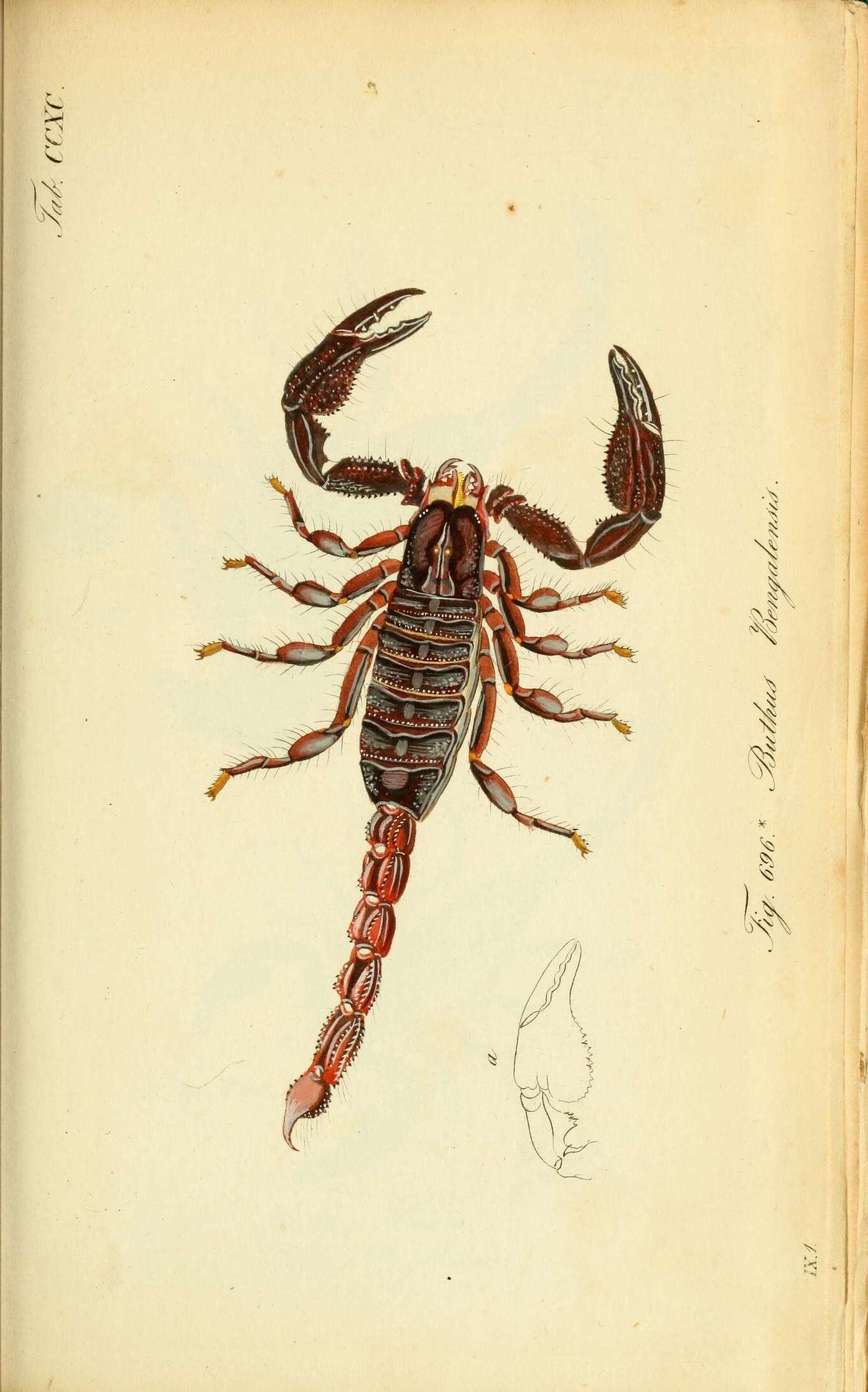 Image de Scorpionidae