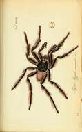 Image of tarantulas