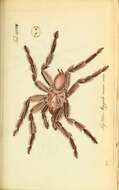 Image de Grammostola rosea (Walckenaer 1837)