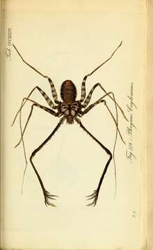 Image of Phrynichus ceylonicus (C. L. Koch 1843)