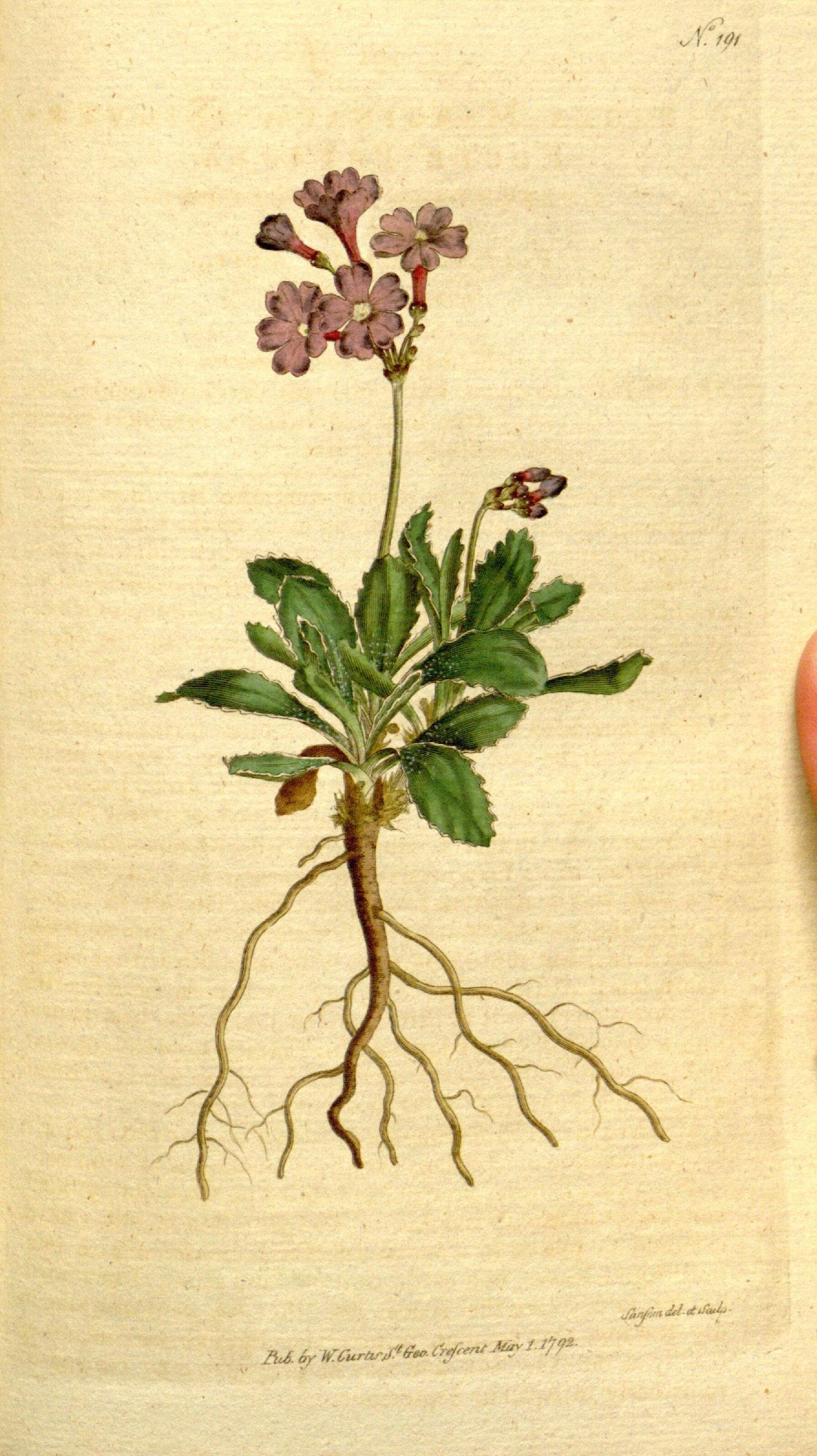 Image of Primula marginata Curtis