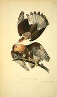 Image of Caracara Merrem 1826