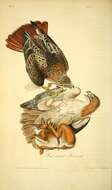 Image of Buteo Lacépède 1799