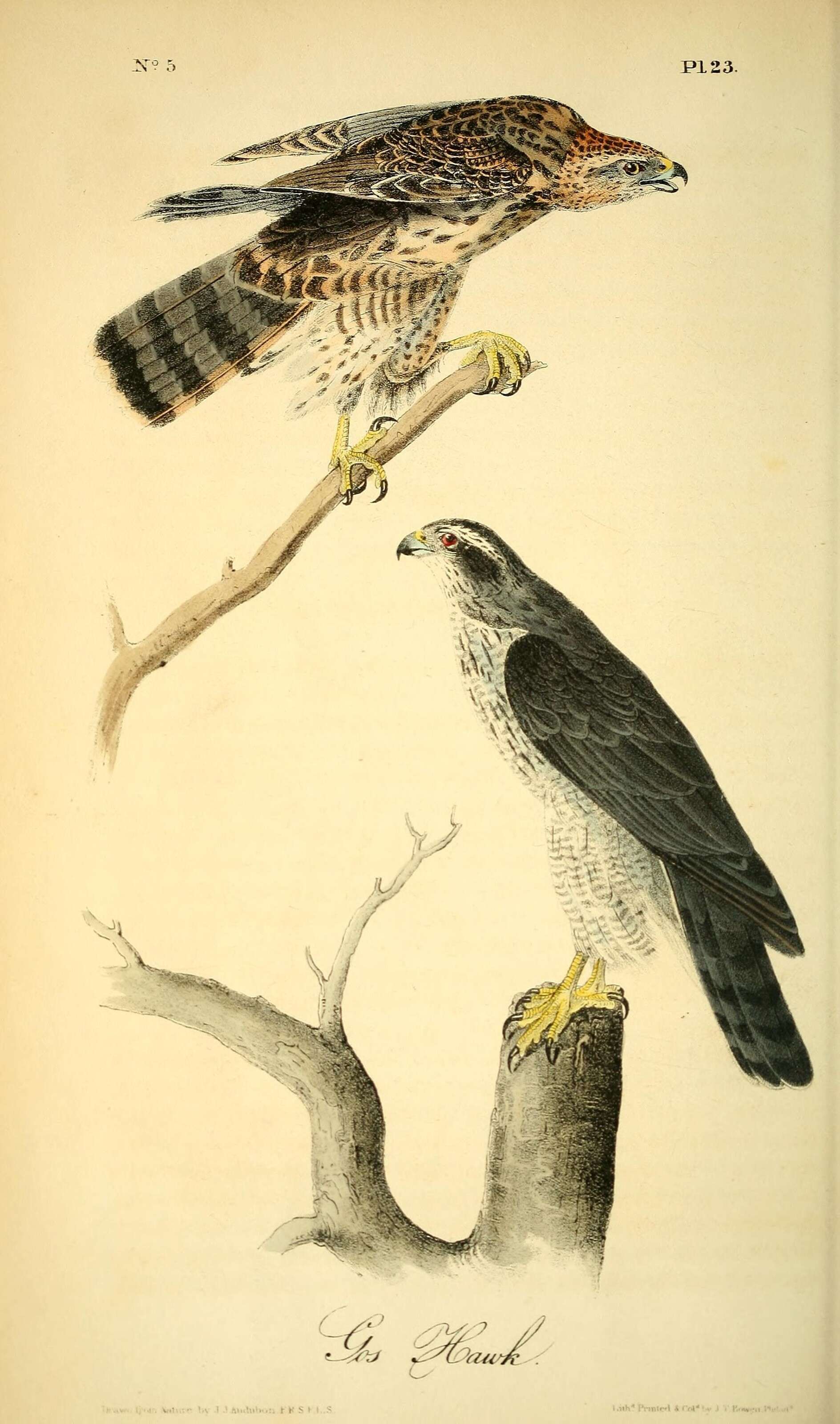 Image of Eurasian Goshawk