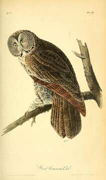 Image of Great Gray Owl