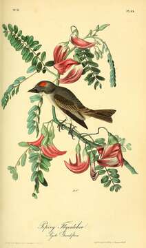 Image of Cuban Flycatcher