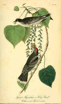 Image of Eastern Kingbird