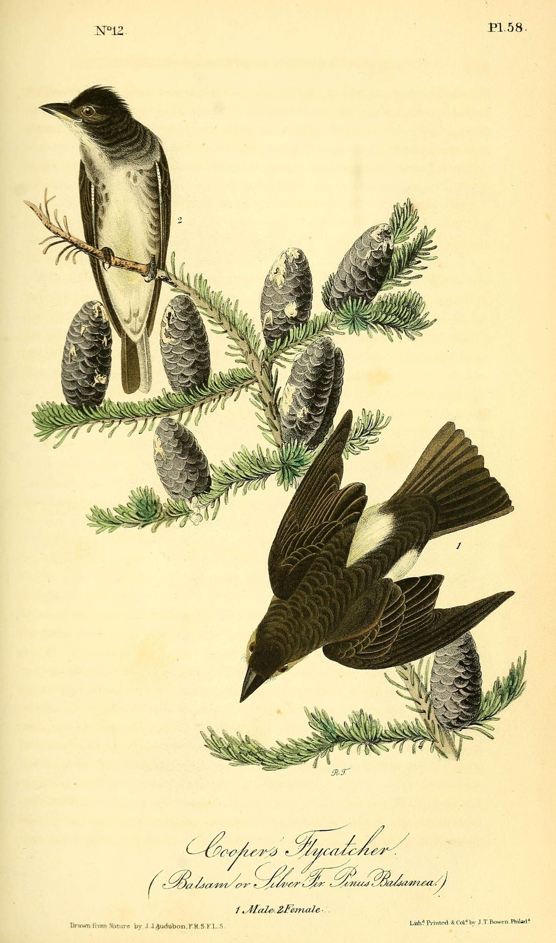 Image of Olive-Sided Flycatcher