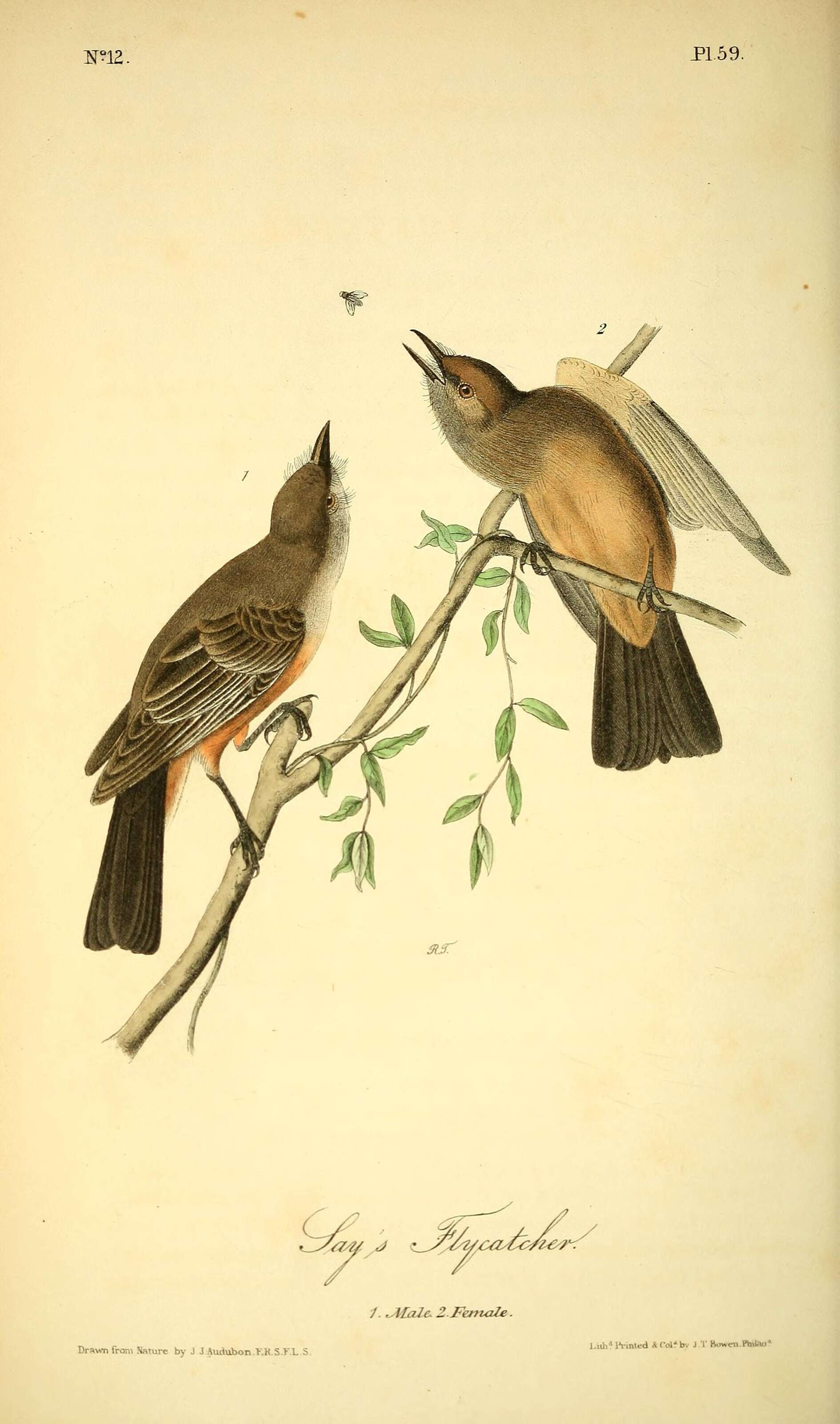 Image of Say's Phoebe