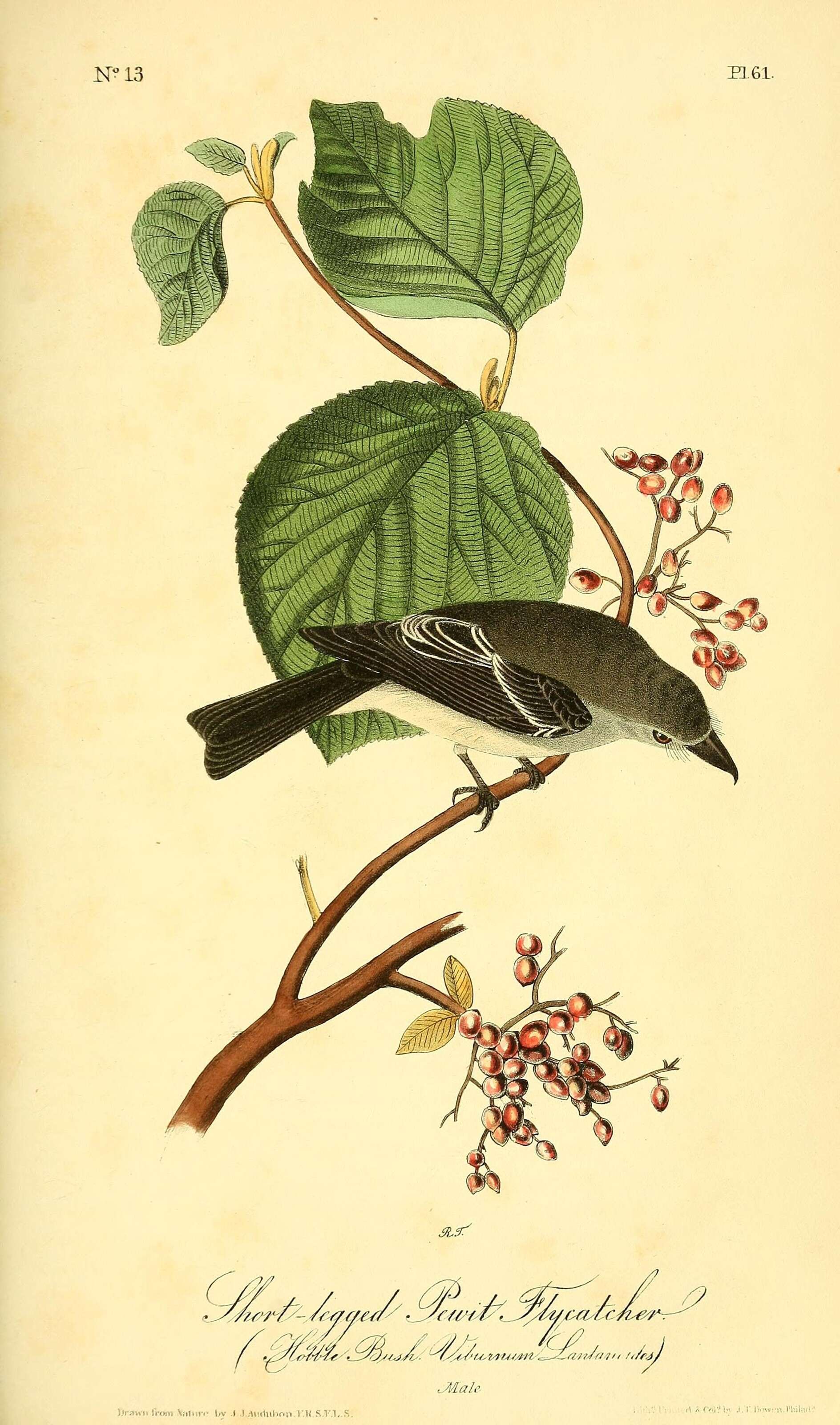 Image of Black Phoebe