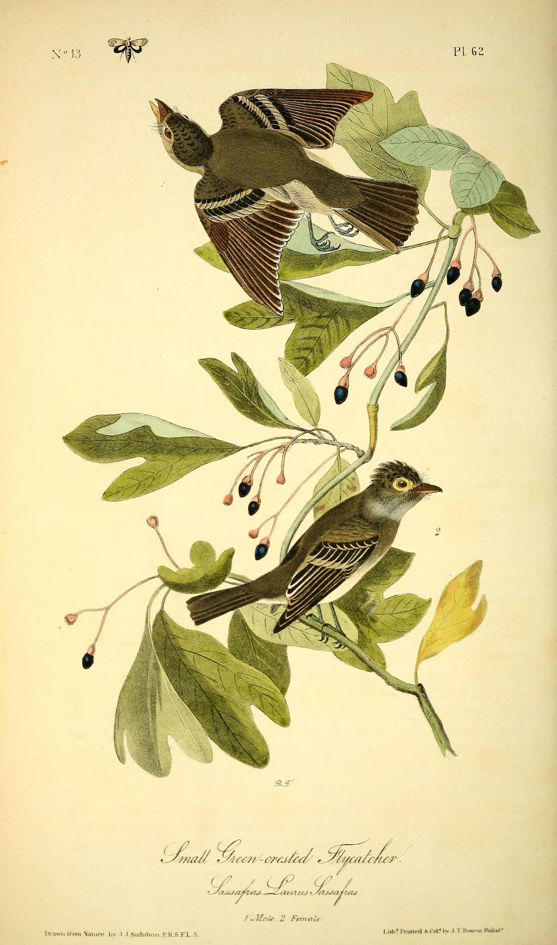 Imagem de Myiarchus tyrannulus (Müller & Pls 1776)