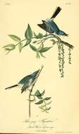 Image of gnatcatchers