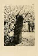Image of Candy Barrel Cactus