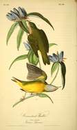 Image of Oporornis Baird & SF 1858