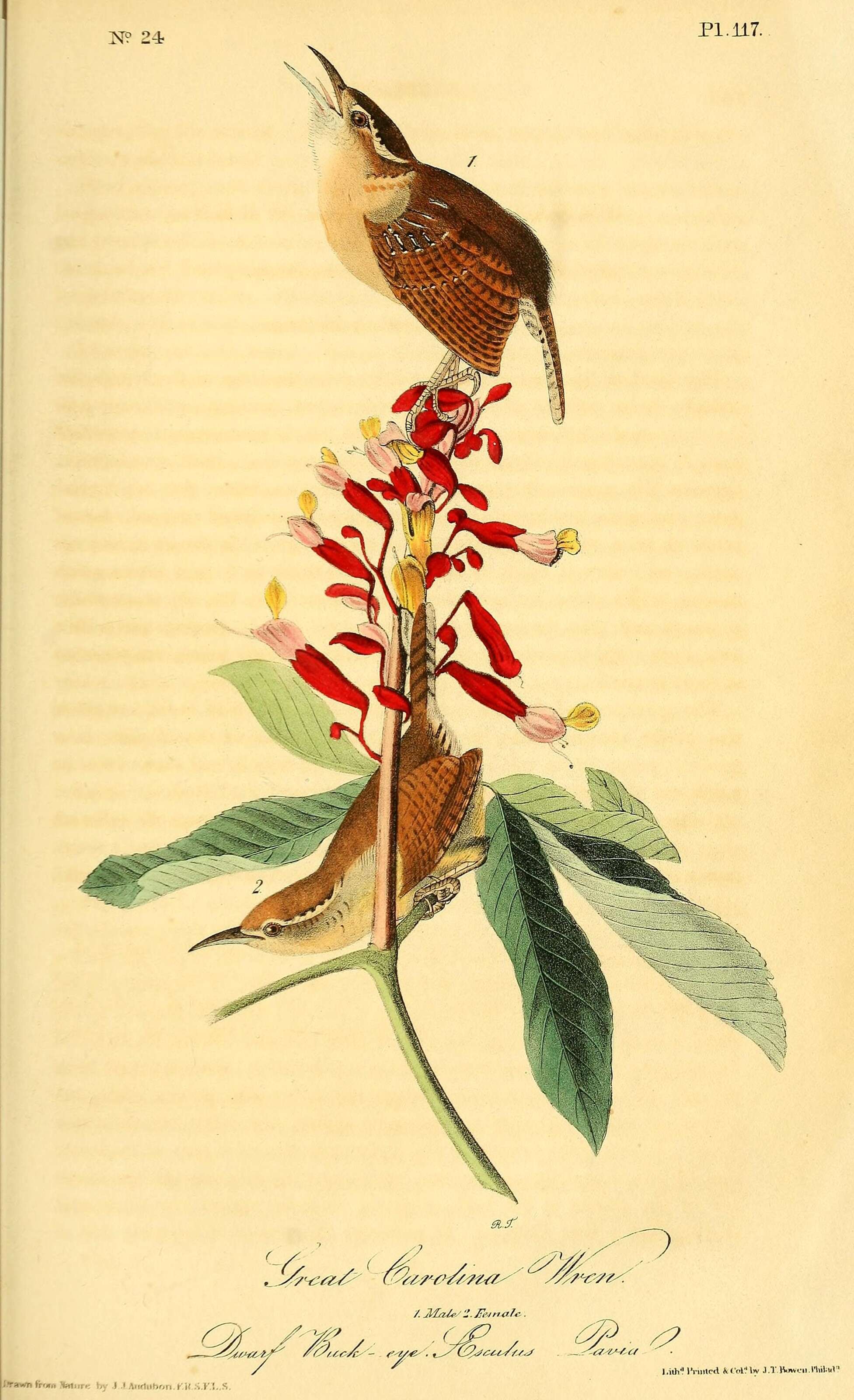 Image of Thryothorus Vieillot 1816