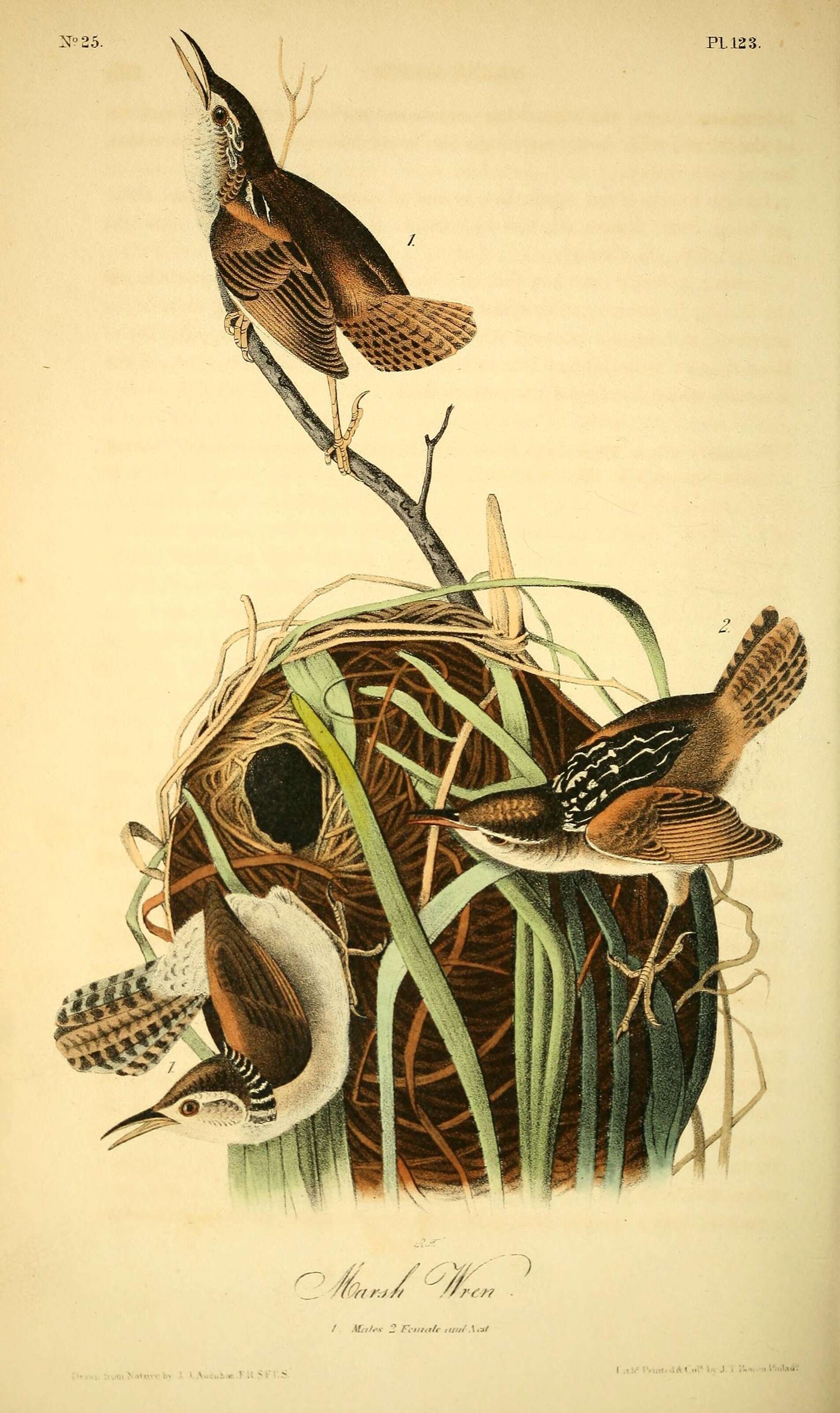 Image of Marsh Wren