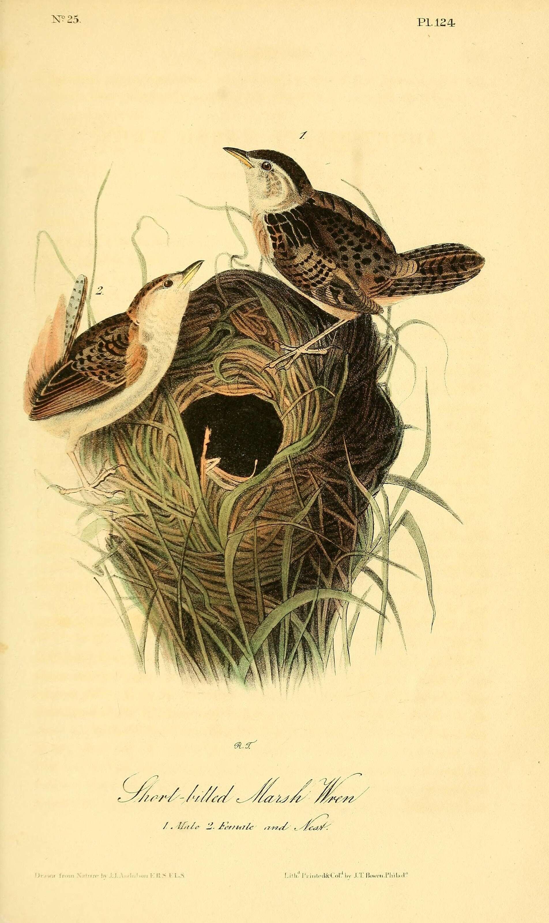 Image of Grass Wren