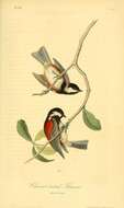 صورة Poecile rufescens (Townsend & JK 1837)