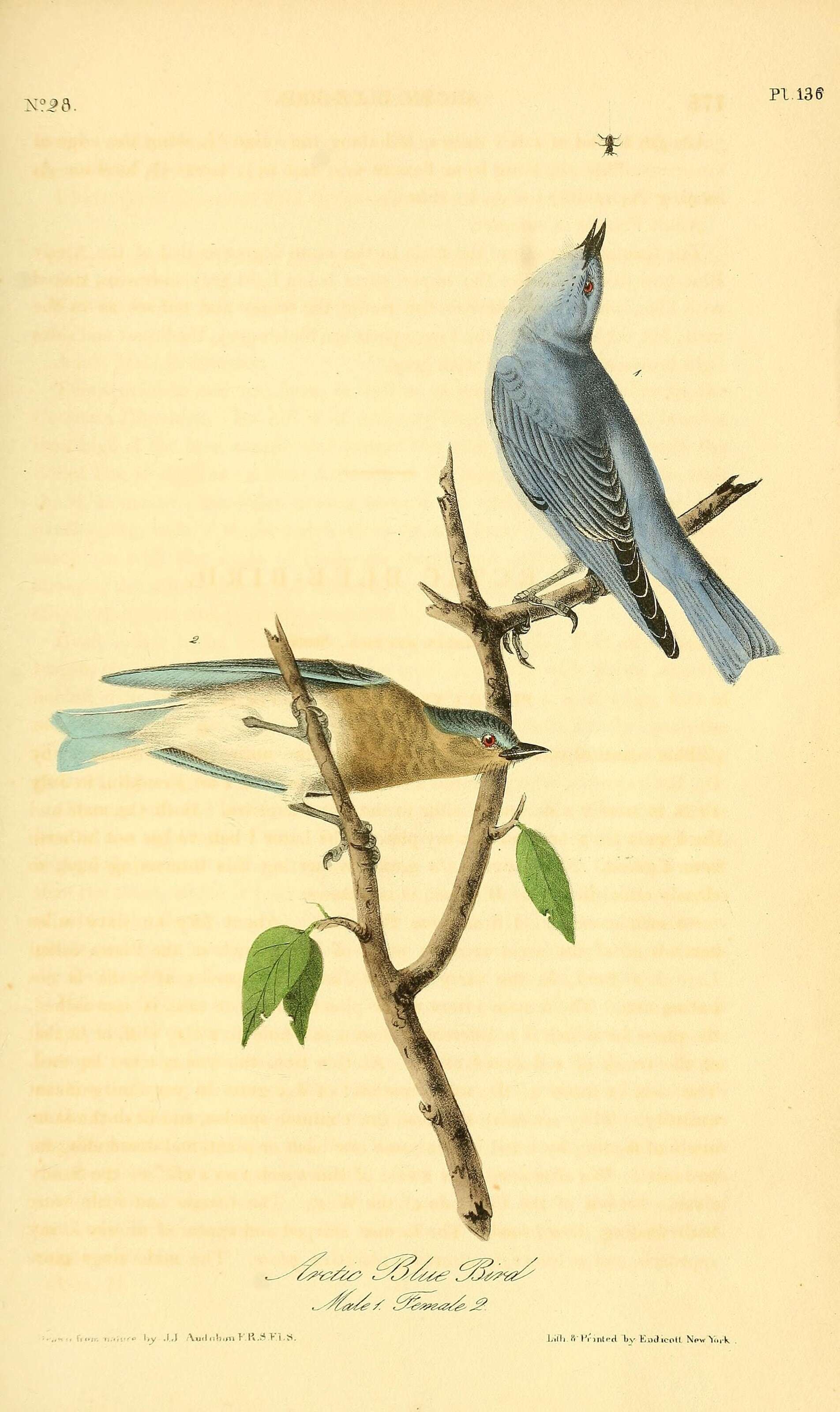 Image of Mountain Bluebird