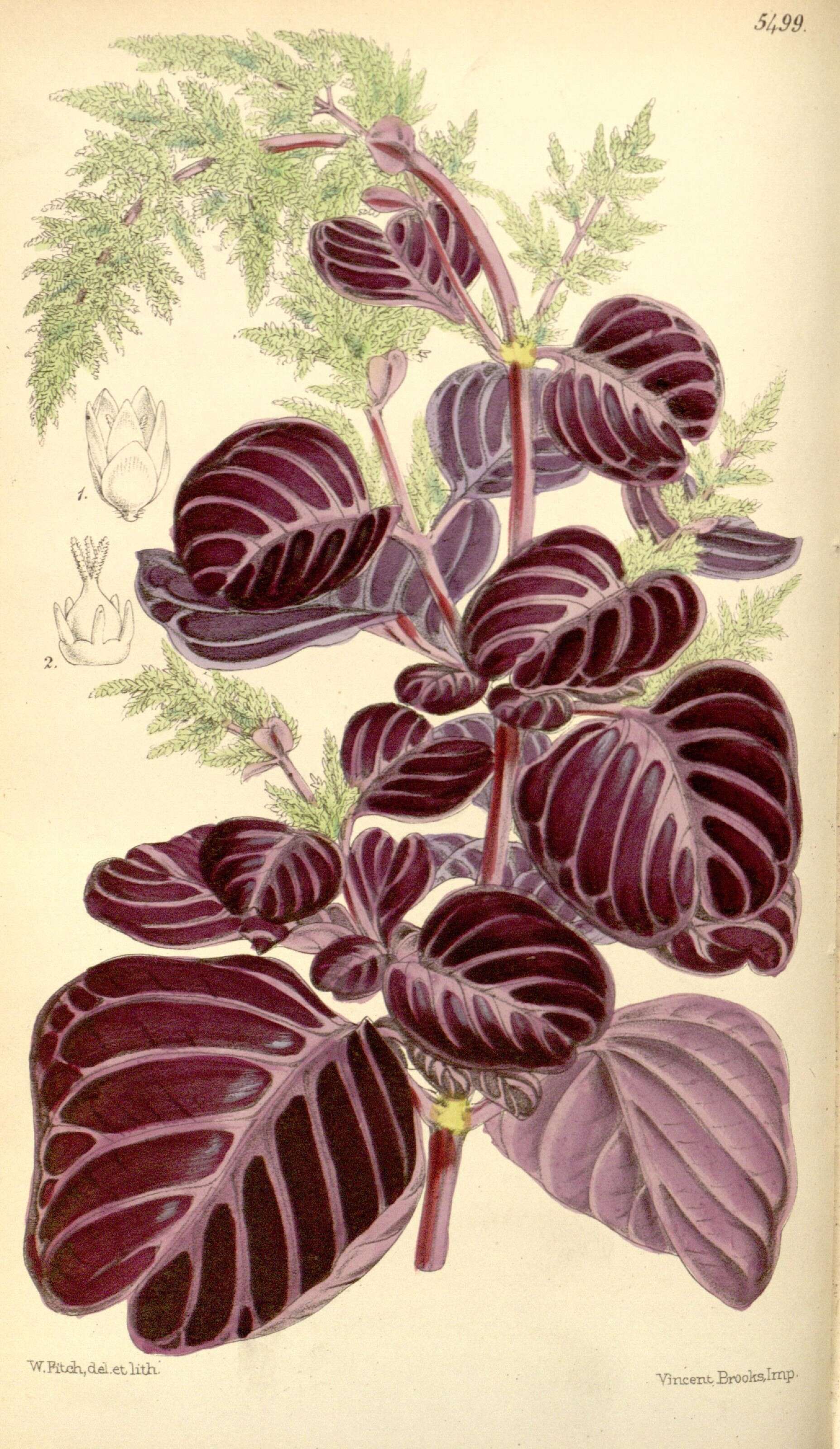 Image of Herbst's bloodleaf