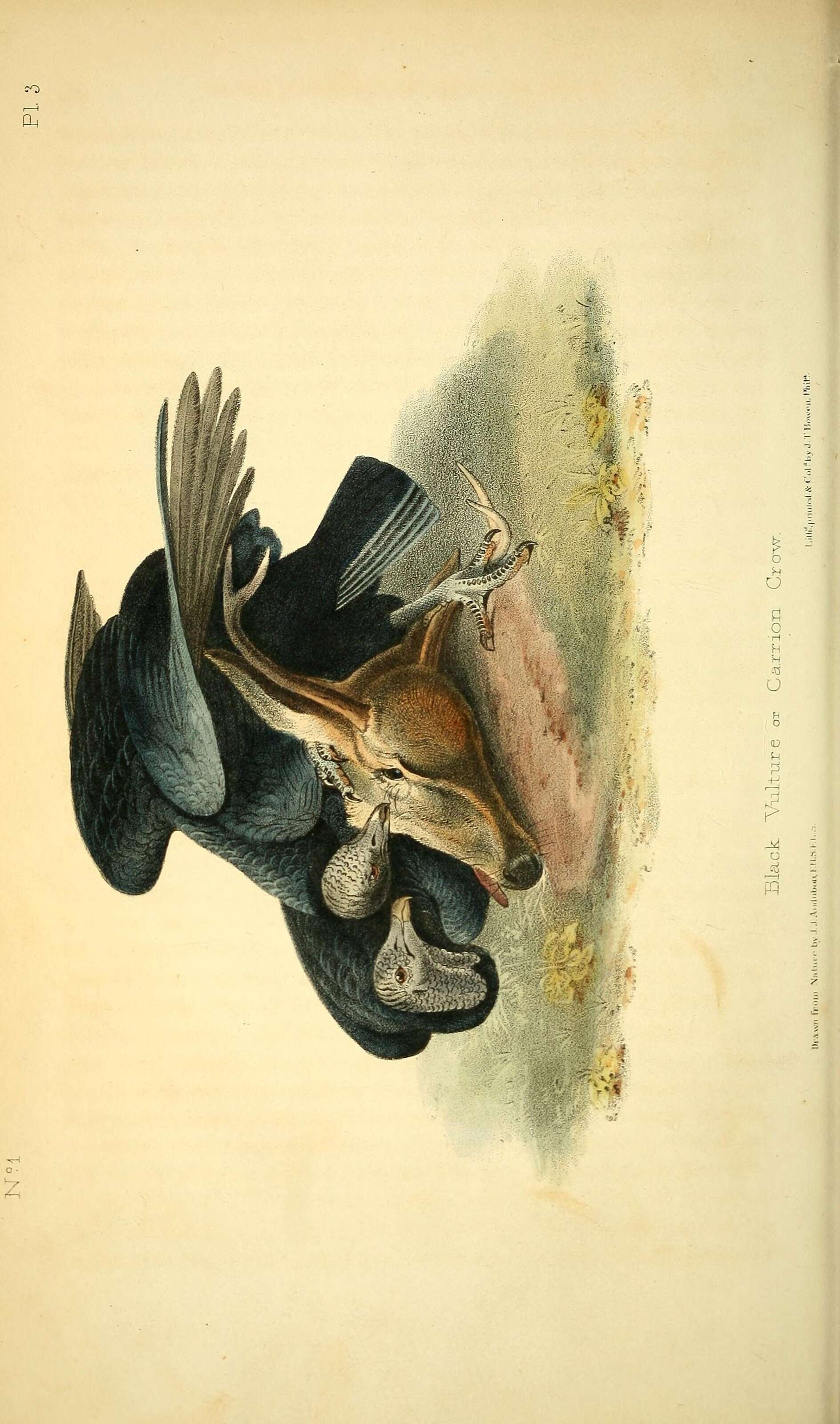 Image of Coragyps Le Maout 1853