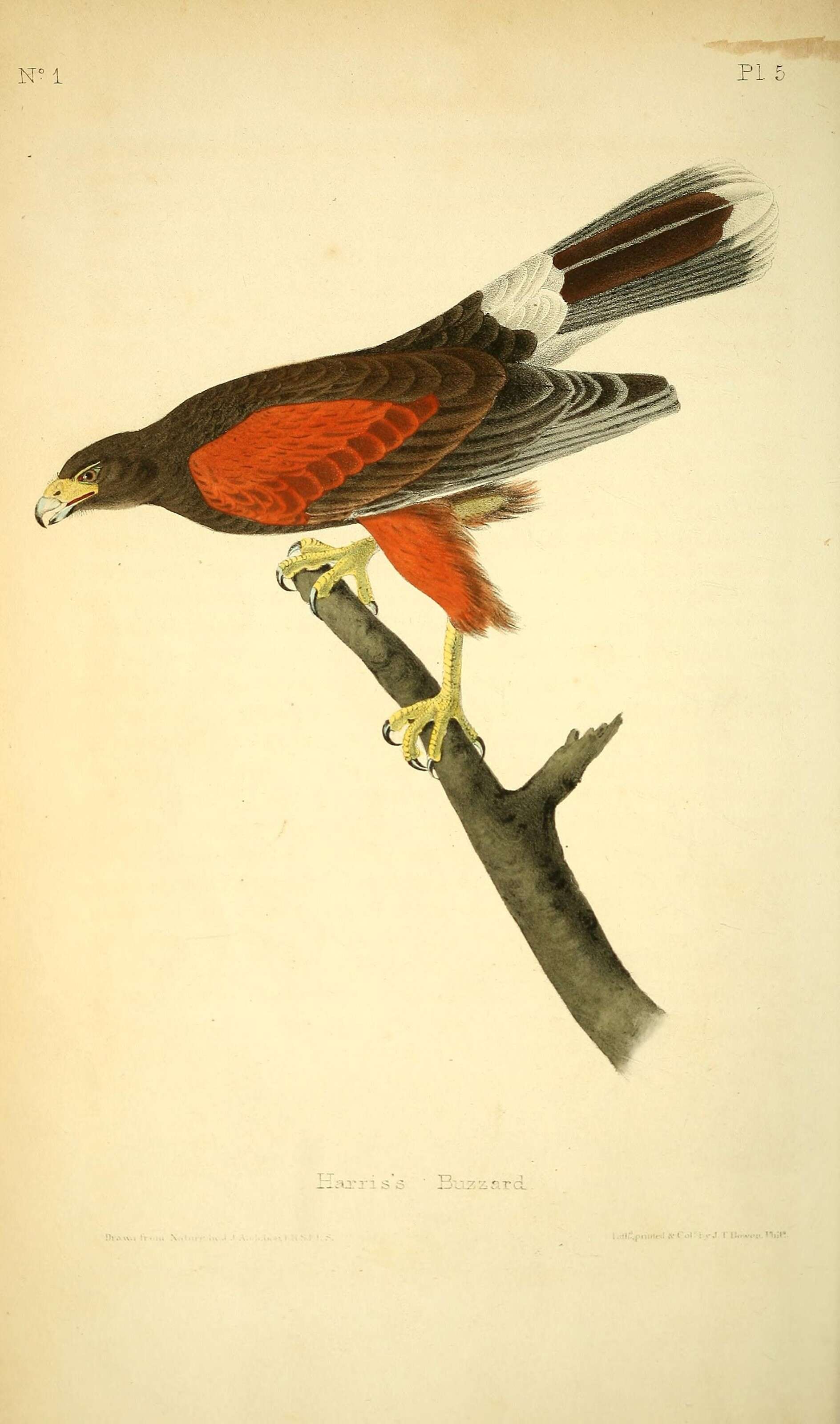 Image of Parabuteo Ridgway 1874