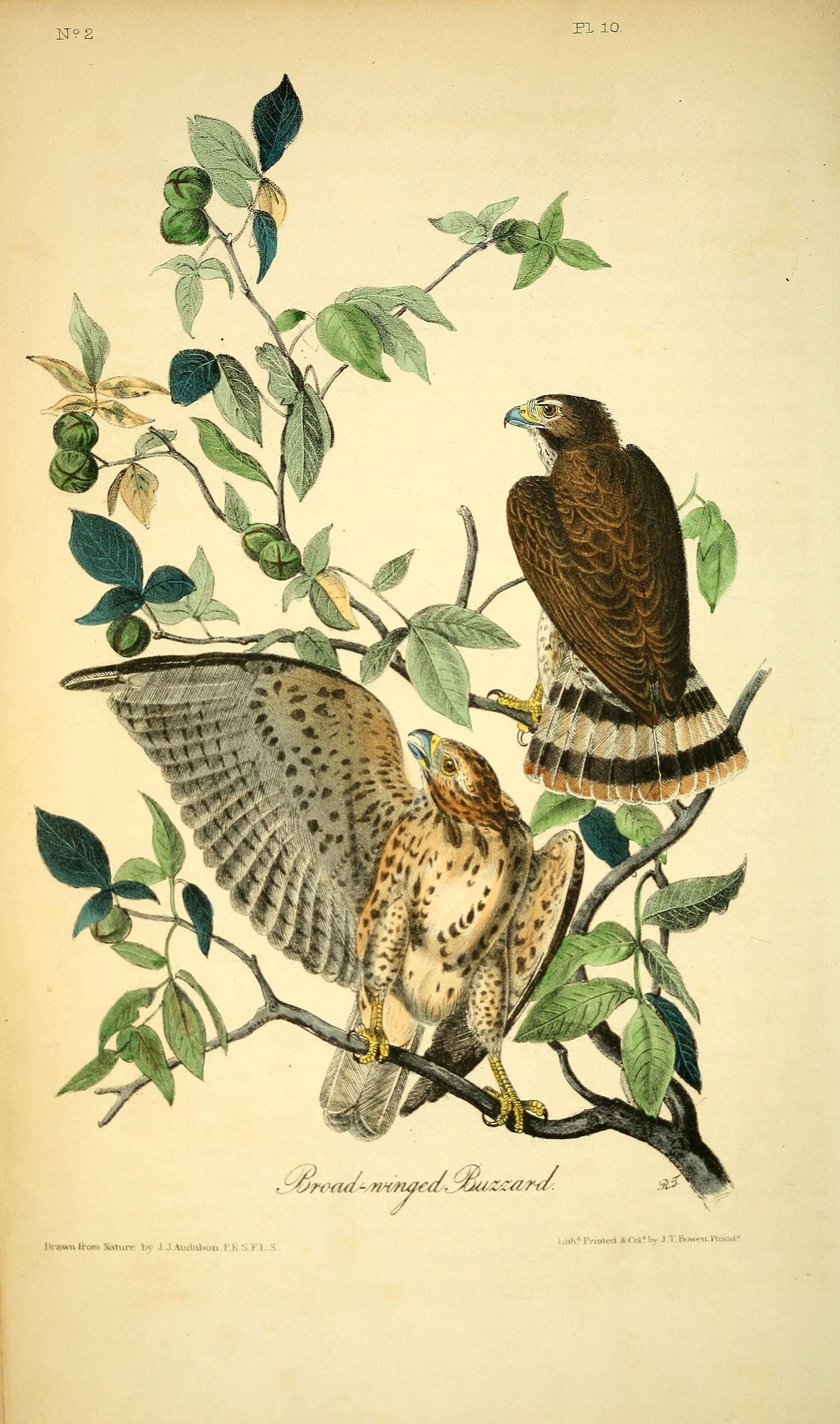 صورة Buteo platypterus (Vieillot 1823)