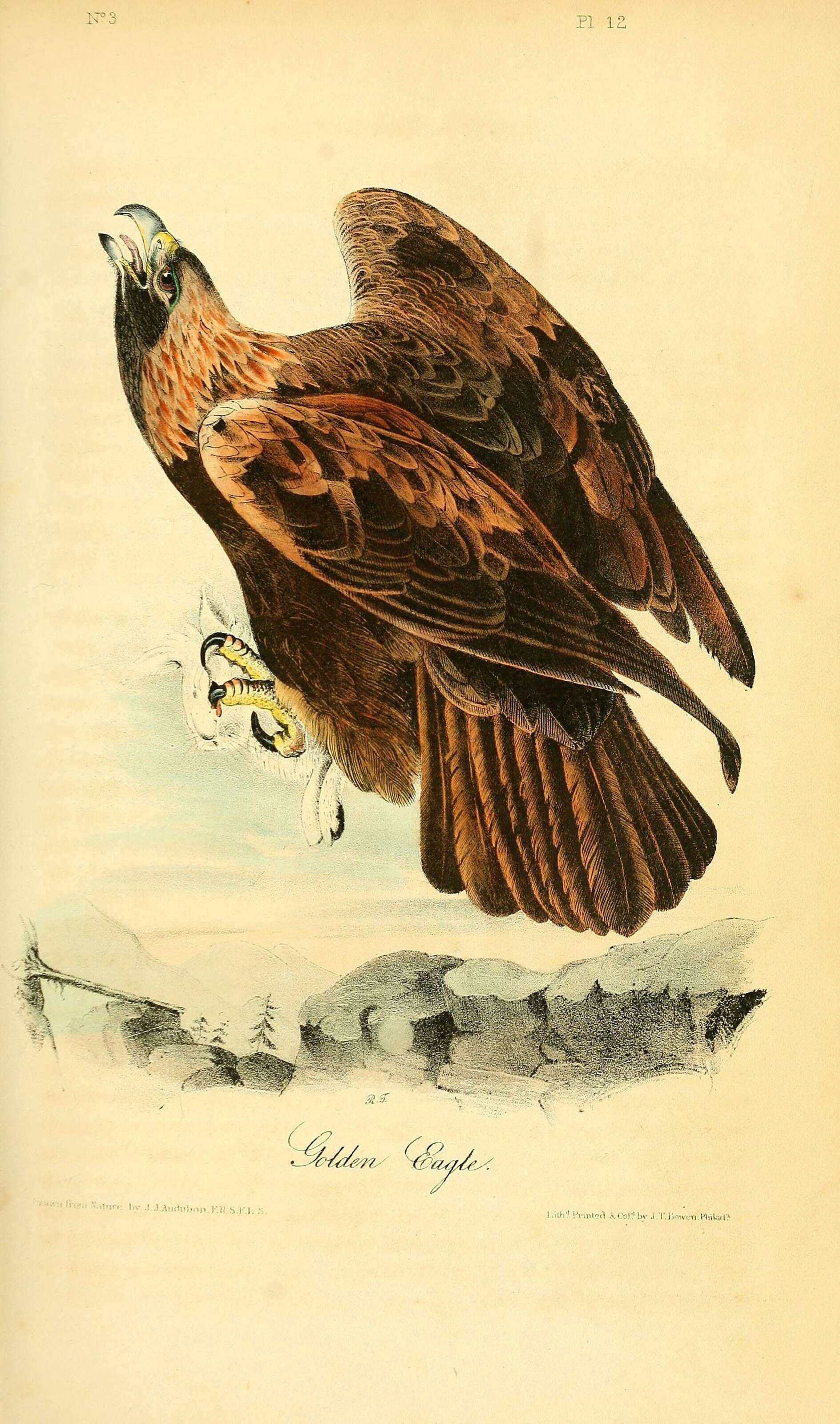 Image of Golden eagle