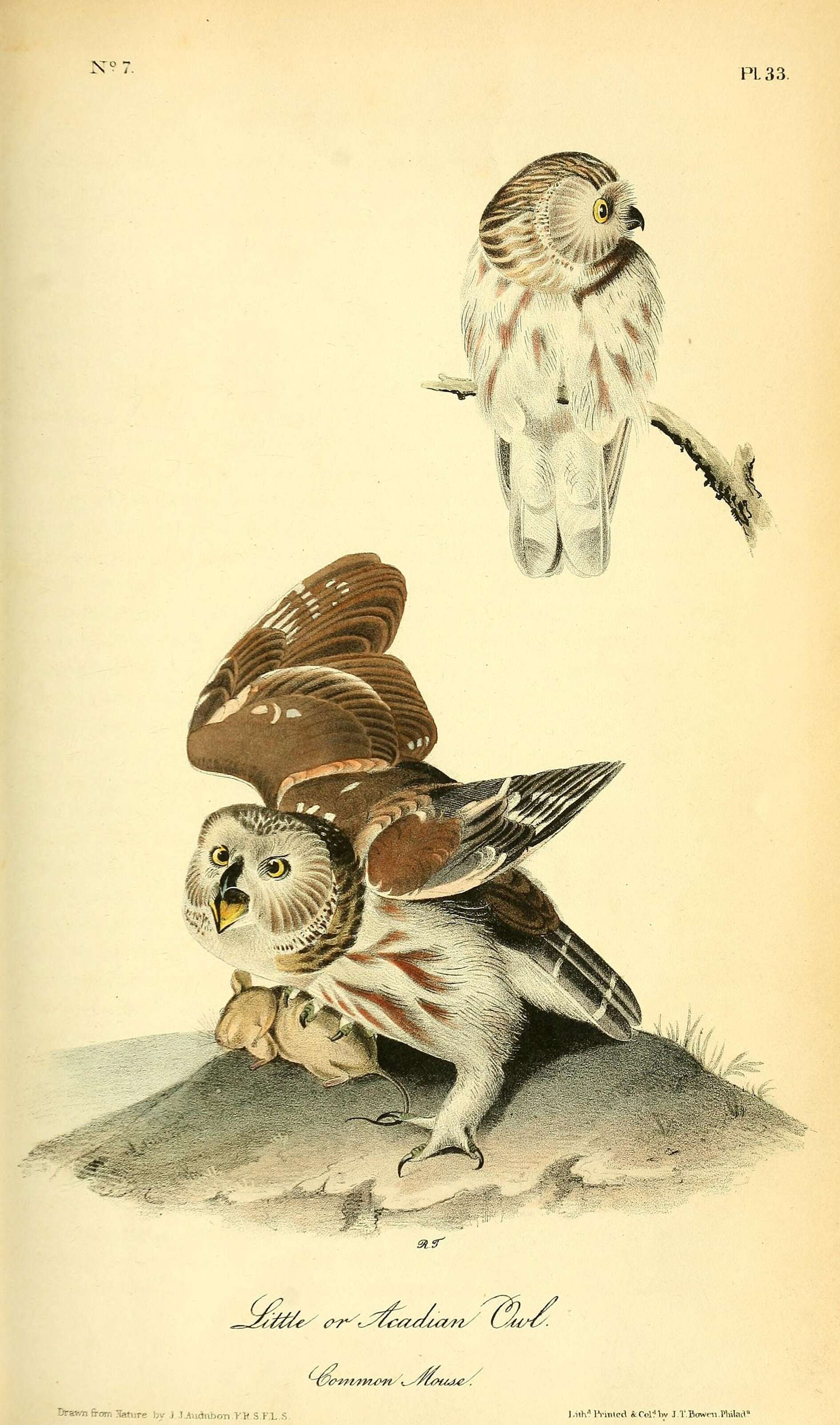 Image of Aegolius Kaup 1829