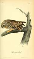 Image of Short-eared Owl