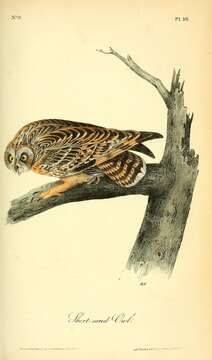 Image de Hibou des marais