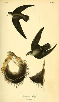 Image of American Black Swift