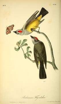 Image of Western Kingbird