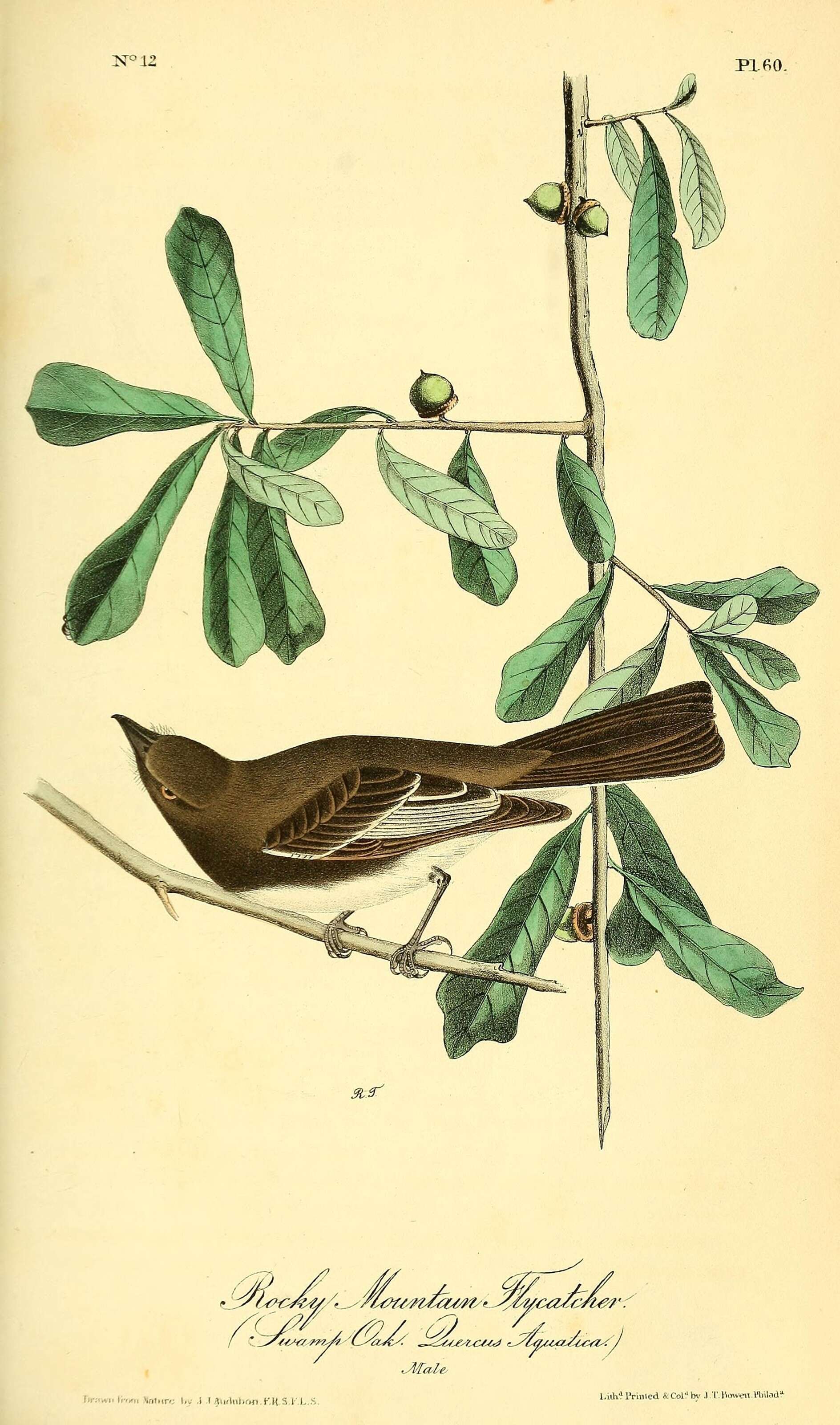 Image of Hammond's Flycatcher