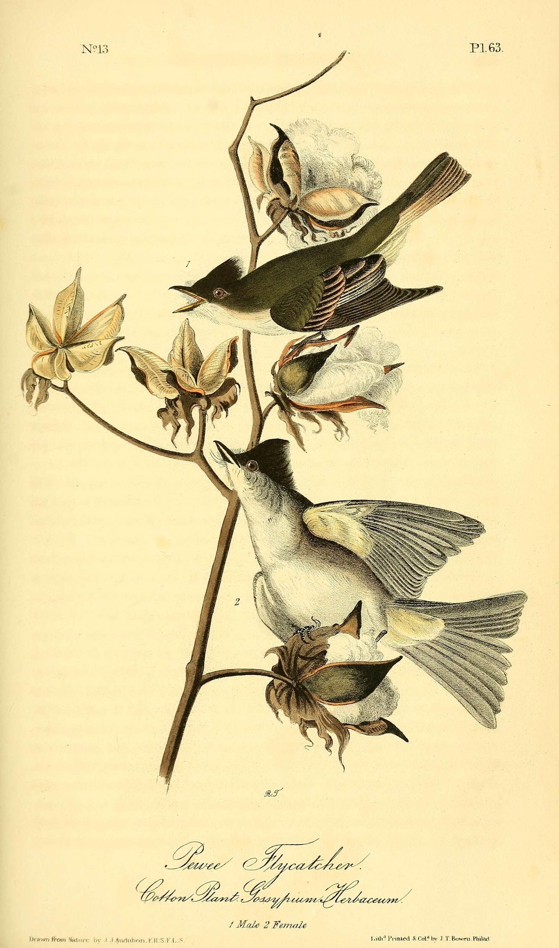 Image of Eastern Phoebe