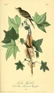 Image of Alder Flycatcher