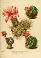 Image of Engelmann's hedgehog cactus