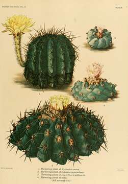 Echinopsis aurea Britton & Rose resmi