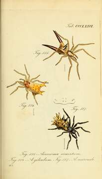 Image of Micrathena militaris (Fabricius 1775)