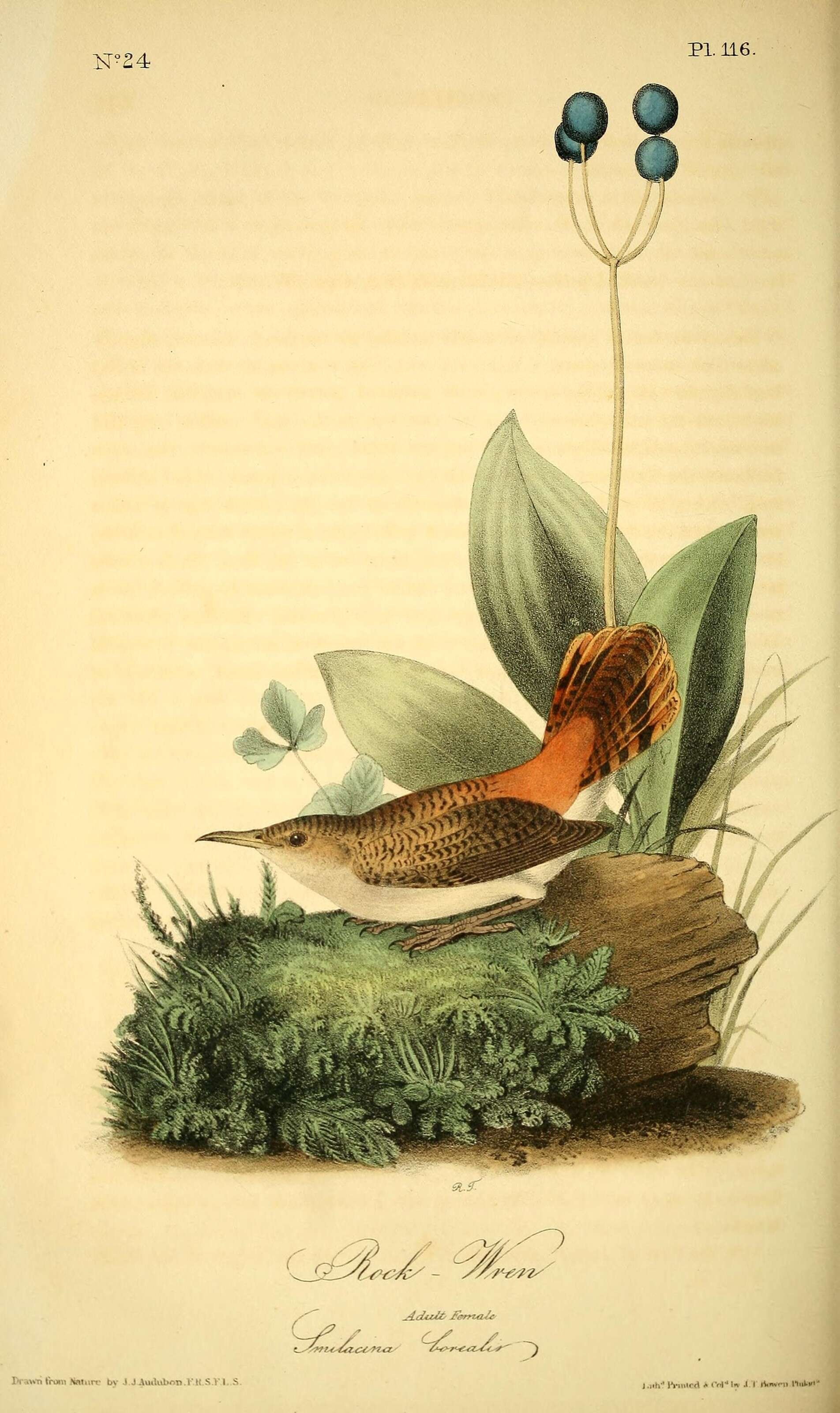 Image of Salpinctes Cabanis 1847