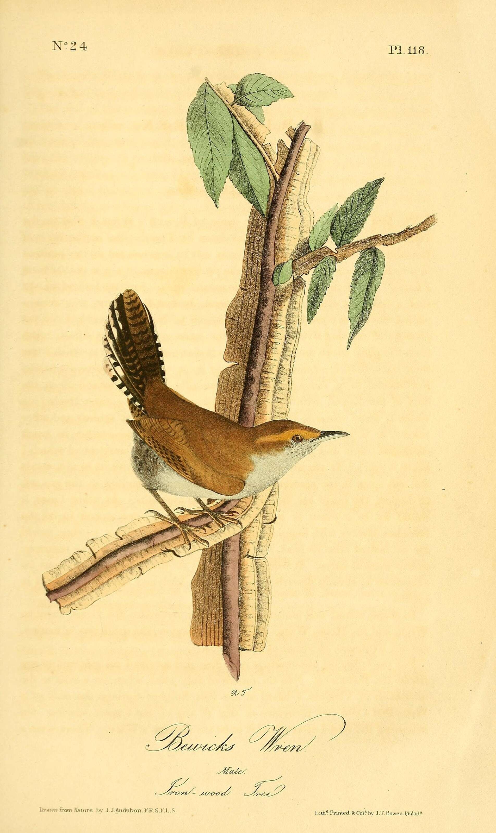 Image of Thryomanes Sclater & PL 1862